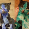 難過:( 兩隻不滿兩個月的小幼貓遭到非人對待全身塗滿顏料，經過救援後展露出牠們美麗的一面。