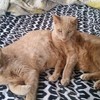 16歲貓爺爺在3年前被救援到獸醫院，沒想到3年後竟然和來看病的雙胞胎兄弟意外重逢！超感人情人讓人大呼：根本奇蹟！