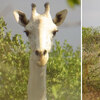 極度少見！肯亞發現白色長頸鹿