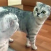 「原來...朕是貓？！」3隻第一次看到鏡子的貓咪反應超爆笑XD 臉怎麼可以驚恐成這樣啦！！