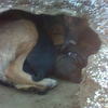 「原以為主人過世」流浪德國狼犬墓邊挖洞，只為給狗寶寶們一個溫暖的家