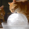給我一顆冰球我能收服全世界的貓。夏天好熱要怎麼幫主子消暑？7招簡單又便宜的方法讓主子涼快一夏！貓奴必看！