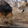 皮在癢！調皮幼獅啃咬把拔尾巴，當獅爸準備發威時秒被悍妻教訓！