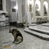 最後相見的地方！7歲德國狼犬每天走至教堂，只為了替已逝主人祈禱