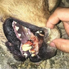 黃金獵犬被人暴打第二天死去，主人打開狗狗嘴巴後崩潰大哭！