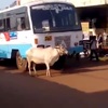 四年來，這隻母牛總是攔截同一台巴士，背後心酸的原因讓人不捨