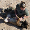 「現在換我報答你！」4歲軍犬患病後險被安樂死，女軍官尋遍軍營成功領養當年的救命恩犬！