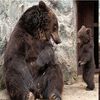 棕熊寶寶闖禍遭到馬麻霸氣教訓，但最後馬麻還是心軟給了寶寶一個大擁抱！