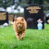 陪伴永眠者的暖心守護者，「墓園之貓」20年來撫慰了無數悲傷家屬的心！