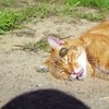 造反啦！貓咪睡覺慘遭蝸牛路過順便＂保養＂，醒來後起床氣揮了蝸牛兩拳，傻樣讓網友笑噴：看來蝸牛面膜不好用！