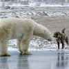雪橇犬被主人綁在岸邊，這時突然有隻巨大北極熊朝牠逼近，沒想到結局跌破眾人眼鏡！