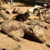 心酸！因為人類的戰爭，這個動物園裡的動物竟然被活活餓死成為一具具木乃伊！