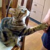 快摸摸我！16歲老貓伸手向主人討拍拍的可愛模樣，讓網友們直呼：誰拒絕得了啦！