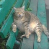 溫柔婉拒！貓咪大爺坐在長椅上一臉享受的給人摸，摸到肚肚時牠卻溫柔的推開手：「肚肚不行摸！」