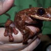 這禮拜已確認！最後一隻巴拿馬樹蛙死在動物園棲息區裡，原本是延續品種存亡的一大希望