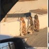 到底在看甚麼？三隻流浪貓神情一致的盯向遠方，發現有人在看他們以後，充滿殺氣的回頭...根本就是狐獴阿！