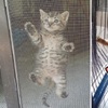 年度爬紗窗大賽！每隻貓咪使出「魔爪」努力爬上紗窗，傻柴卻亂入湊一腳，主人笑哭：紗窗真的不是這麼用的QQ