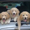 還讓不讓人開車！一整車的狗狗擠滿在後車廂，可愛的樣子讓我鏟一車的屎也沒問題