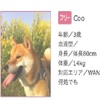 好想租！日本出租男友網站上出現「一隻犬系男孩」，根本從頭到尾都符合犬系標準啊！