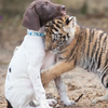 說好了不分開喔！被媽媽拋棄的小虎無法走出創傷，直到遇見了暖心的狗狗，從此發展出超堅定的友誼！