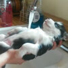 狗生不過如此！媽媽幫小小哈士奇洗澡，牠卻舒服到睡著了！一臉滿足的樣子好像昇華到天堂了～