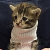 溫暖！小貓躲過颶風摧殘，幸運獲救後得到了一件溫暖的毛衣，「哀求」的眼神更讓牠得到了溫暖的家