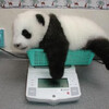 健康管理很重要！小動物們配合量體重，熊貓一臉「反正夠胖了無所謂」，長頸鹿這招太絕啦XD