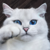 太美麗！國外網友評選「全世界最美」的貓咪，第五隻是「喵麗蓮夢露」？