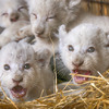 動物園誕生5隻罕見「白獅子」超可愛！但是看到獅爸爸的表情卻不太爽...？