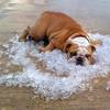 狗狗主人必知：如何避免狗狗中暑？夏天好熱狗狗體溫飆高怎麼辦？又要怎麼判斷狗狗已經中暑呢？