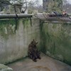 動物園可愛表面下的悲傷與哀愁 這張照片是這些動物悲歌的縮影