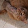 當老鼠愛上貓！少女心爆發的小老鼠瘋狂戀上貓哥哥，不管吃飯睡覺玩耍都要跟牠膩在一起！