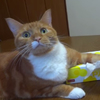 誰都別想動我的面紙盒！貓咪緊緊守著面紙盒，主人偷偷抽一張後慘遭貓掌伺候！