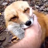 對對對就是摸那裏！小狐狸超享受主人幫牠抓癢癢，緊咬主人的手不放：手先不要收走～～！