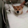 柴柴「結屎臉」下水洗澡，泡進水裡後卻咧嘴大笑，一看就不是隻正經狗！
