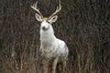 超稀有！美國荒廢陸軍補給站住了200隻純白鹿，好心人購買土地決定保育這些稀有動物
