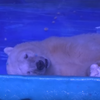 「最悲傷北極熊」還不夠，廣州海洋中心竟打算興建「室內」動物園養熊貓、老虎