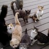 根本討債集團！12隻貓咪每天準時出現在農夫家門口，集體威脅他：不放飯就別想出家門