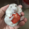 主人給倉鼠半顆草莓，倉鼠的反應讓最堅強的人都心軟了！