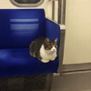 「到站了記得叫我」貓咪每天通勤坐火車，看到有乘客需要座位還會挪動小屁屁「禮讓」乘客！