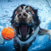 大白鯊與美人魚只有一線之隔XD 攝影師拍攝狗狗跳進水裡的瞬間，完全沒在顧形象的猙獰表情絕對讓你笑到閃尿！