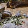 80歲的奶奶級象龜當媽媽了！瀕臨絕種的加拉巴哥象龜家族喜添新生寶寶！