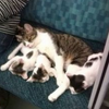 家族旅行！貓咪攜家帶眷帶小貓搭火車，旅途玩得太累了還坐在椅子上呼呼大睡：等等到站了記得叫醒我們啊