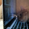 說不盡的思念！貓咪緊靠電腦螢幕聽著主人的聲音，思念著在遠方的他