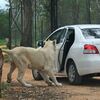 野生動物園內獅子徘徊在一台車旁，下一秒突然開車門！網：「學會開罐頭了」