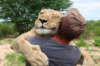 被遺棄獲救的小獅子長大後，跟在主人身邊不離不棄，每天都要討抱抱