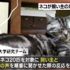 誰說貓咪無情！東京大學研究證明，貓咪根本是「愛在心裡口難開」！