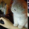 不要再玩遊戲啦～小萌貓盯著主人的電腦螢幕，掛在人家手上不離開：陪我玩好噗好？