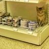 好萌好困擾！日本便利商店被萌貓「入侵」後...罐罐總是賣得特別好呢～