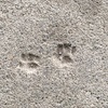 凡走過必留下痕跡！各種小動物在水泥地上留下足印的照片...果然還是喵皇最狂了！